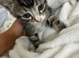 Beautiful tabby kittens looking for there forever homes