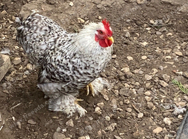 Bantam cockerels in need of new homed