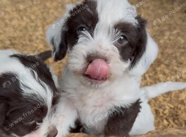 Farm Bred Jack Russell Puppies