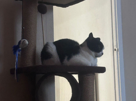 1 year old cat in need of a forever home!