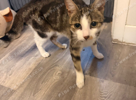 Female cat