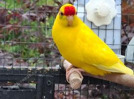 Young Kakarikis