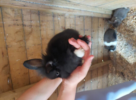 Baby lionheads rabbits