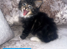Mixed litter kittens