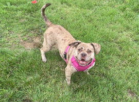 Looking for a stud for my pocket bully