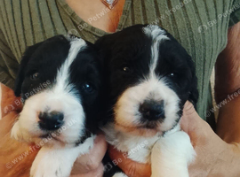 Stunning Border collie x Cockerpoo pups