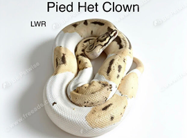 Various royal pythons for sale