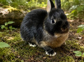 4 black otter Netherland dwarf babies for sale