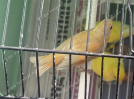 Red Siskin young Brown Pastel