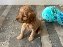 F1cockapoo spaniel looking  2 available very playful
