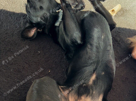 Black lab cross