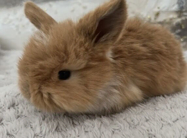 Pure Bred (5w old) Mini Lop Babies