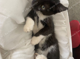 Two ten week old male kittens