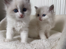 Beautiful Ragdoll Kittens &ndash; 3 Females & 2 Males