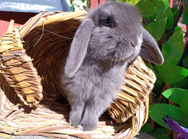 Mini lop
