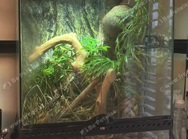 Adult Crested Gecko + Vivarium