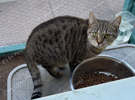 Adorable British shorthair cross girl