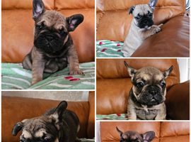 KC REG FRENCH BULLDOGS