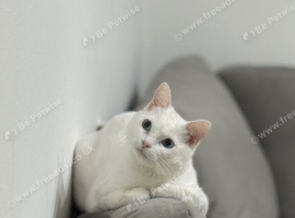 Cat for sale
