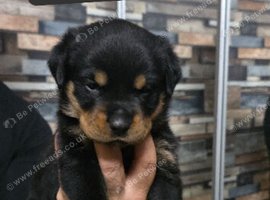 STUNNING LARGE ROTTWEILER PUPPIES &ndash; 6 GIRLS & 5 BOYS