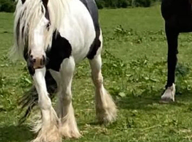 Gorgeous cob mare