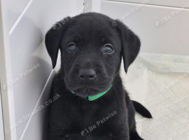 Beautiful litter of black labrador puppies