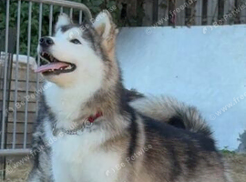 Alaskan Malamute puppies