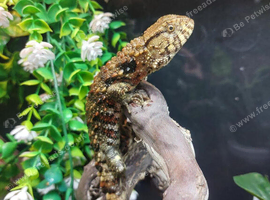 Chinese Crocodile Lizard at Birmingham Reptiles