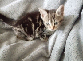 Beautiful tabby kitten