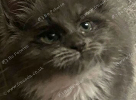 Hugh Maine coin pure breed kittens