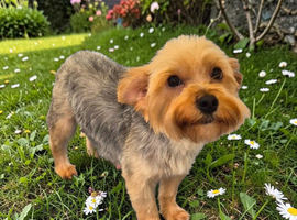 YORKSHIRE TERRIER PUPPIES BOYS.