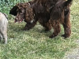 Sprocker Spaneil for sale