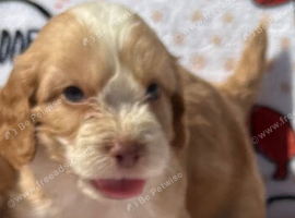 F1 Cockerpoo puppies ready to leave