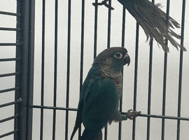 Hand Reared Baby Green Cheeked Conures