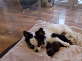 KC long coat chihuahuas