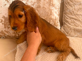 KC Registered Show Type Cocker Spaniel Puppies
