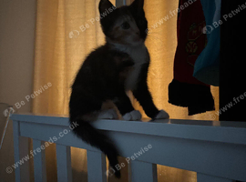 3 kittens tuxedo , mixed and black