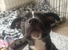 Staffy pup ready for new home!