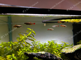 White cloud mountain minnows