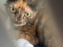 Beautiful cat in Southampton