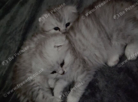1 female scottish kitten left