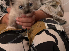 Ragdoll 12 weeks