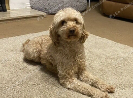 Beautiful female cockapoo
