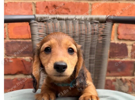 Miniature Dachshund Puppies