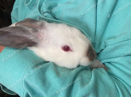 Californian Cross Rabbits