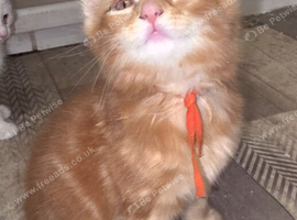 Ginger kitten