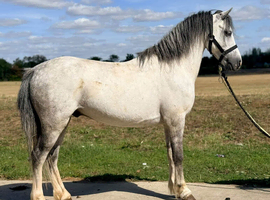 Stunning welsh gelding.
