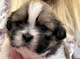Shih Tzu