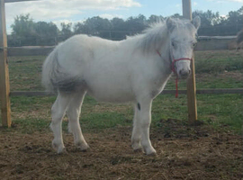 Miniature pony fuel spot pedigree horse