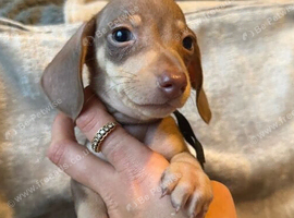 Four Little Smooth Haired Miniature Dachshund Puppies Looking for Their Forever Homes